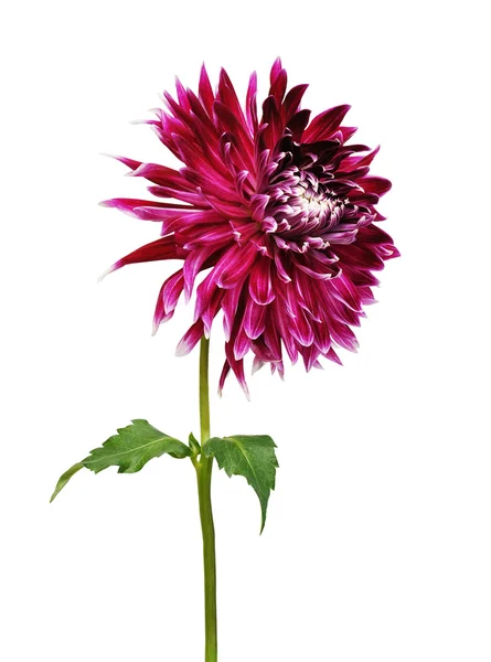 Piękny kwiat Dalia — Zdjęcie stockowe