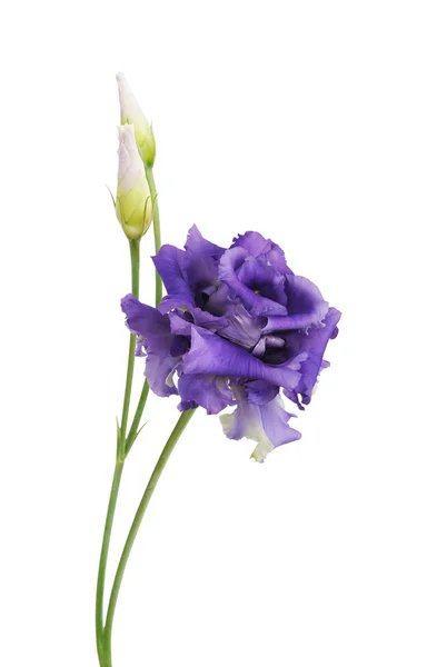 Güzel çiçek eustoma — Stok fotoğraf
