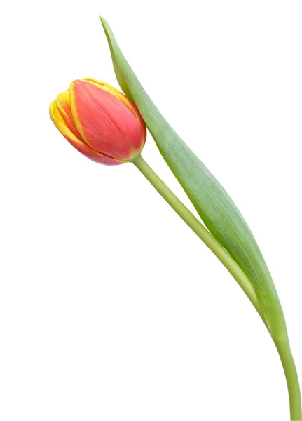 Fiore di tulipano — Foto Stock