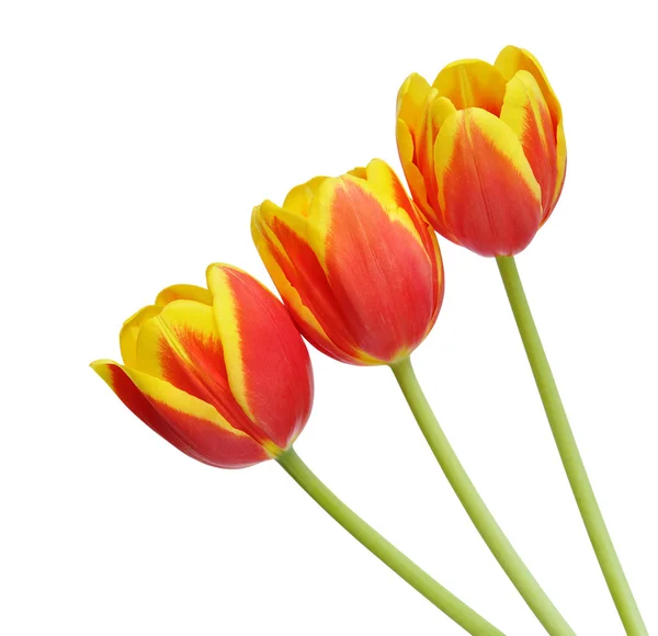 Fiori di tulipano — Foto Stock