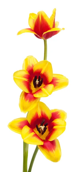 Fiori di tulipano — Foto Stock