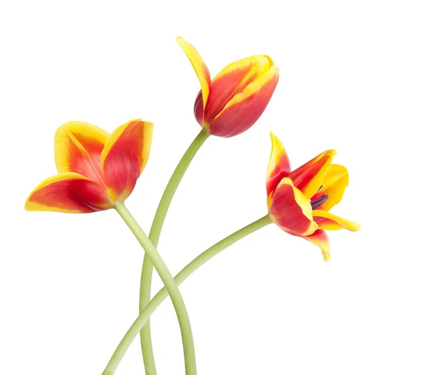 Tulipano — Foto Stock