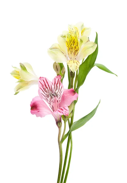 Alstroemeria fleurs — Photo