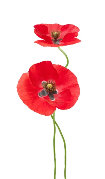 Poppy bloemen — Stockfoto