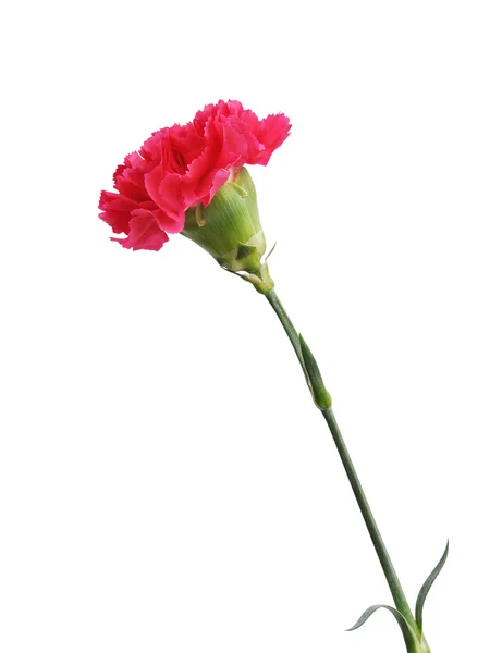 Carnation — Stock Photo, Image