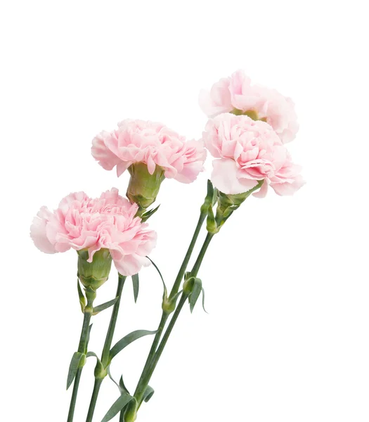 Carnation — Stock Photo, Image