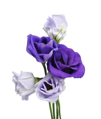 Eustoma