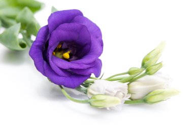 Eustoma