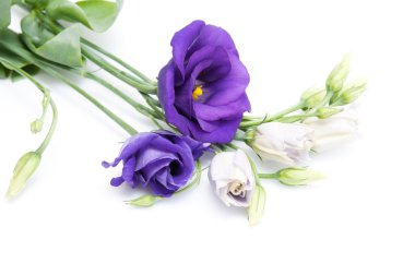 Eustoma
