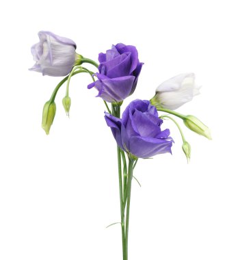 Eustoma