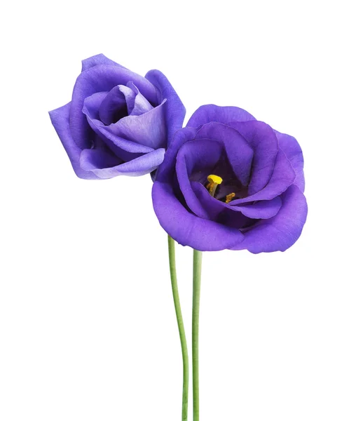 Eustoma — Foto de Stock