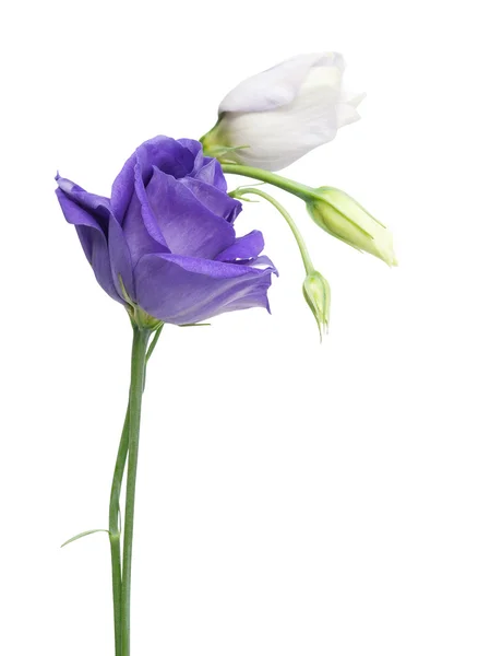 Eustoma — Zdjęcie stockowe