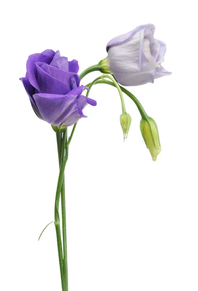 Eustoma — Foto Stock