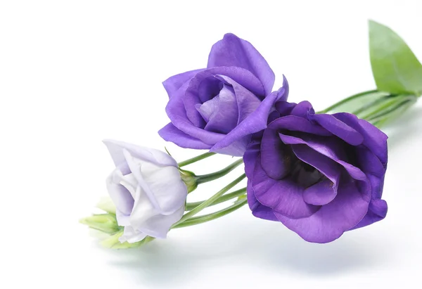 Eustoma — Stok fotoğraf