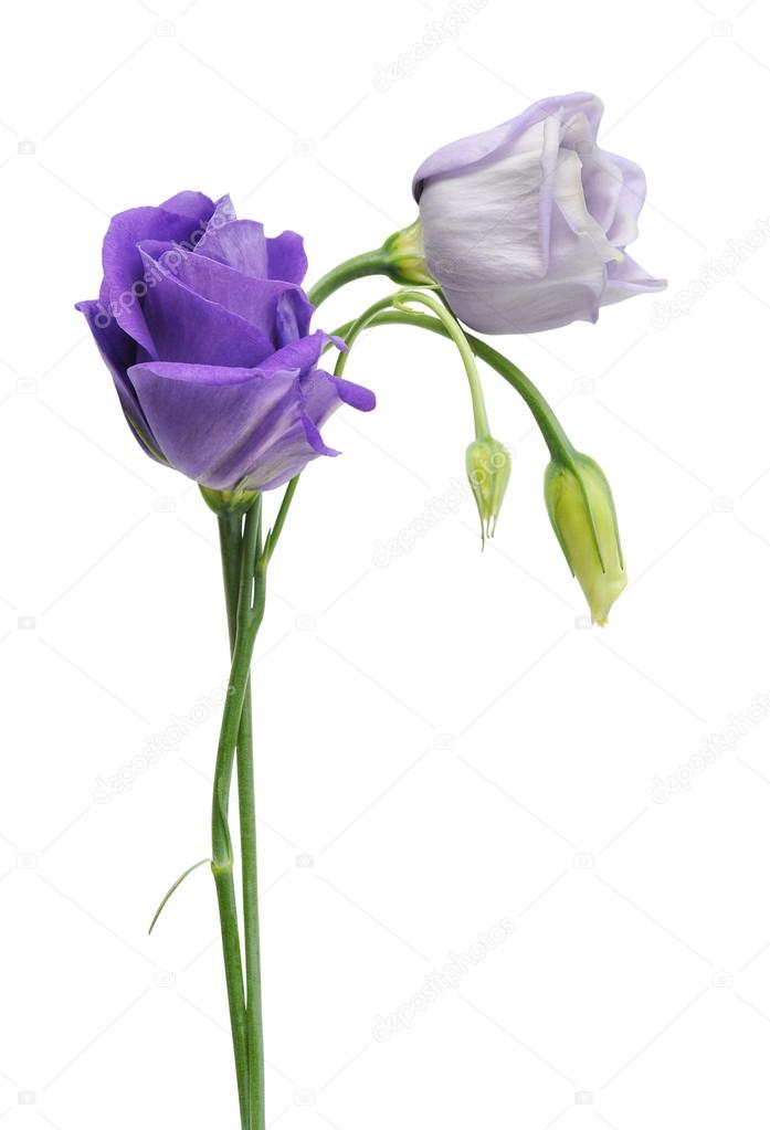 Eustoma