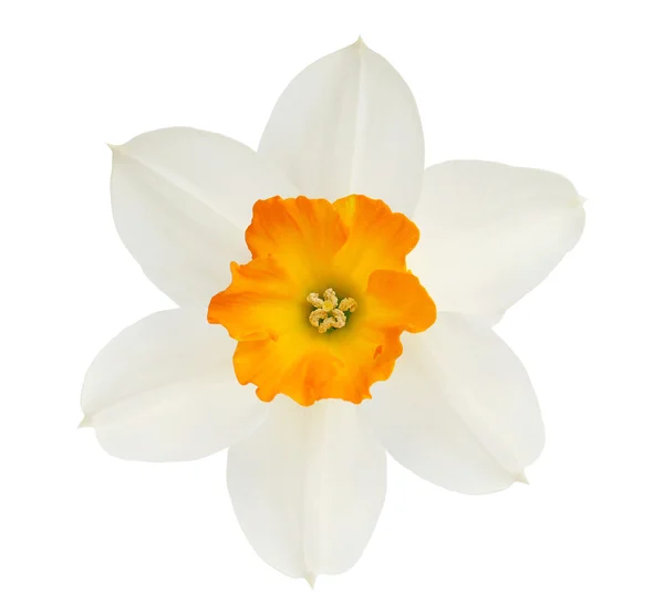 NARCIS — Stockfoto