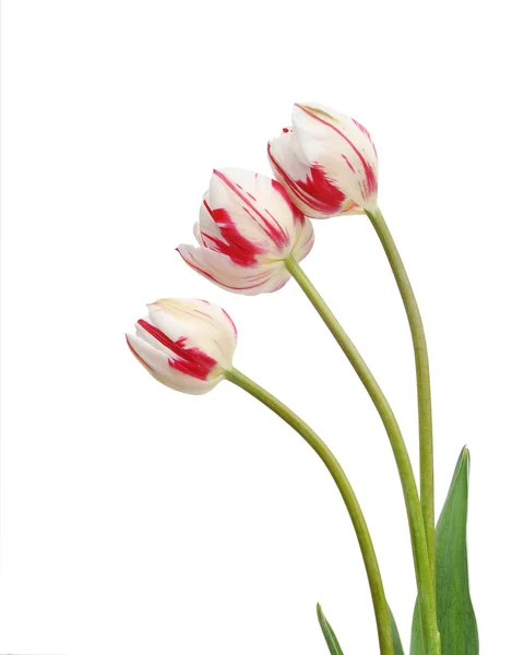 Fleurs de tulipes — Photo