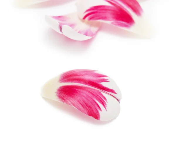 Petal of the tulip — Stock Photo, Image