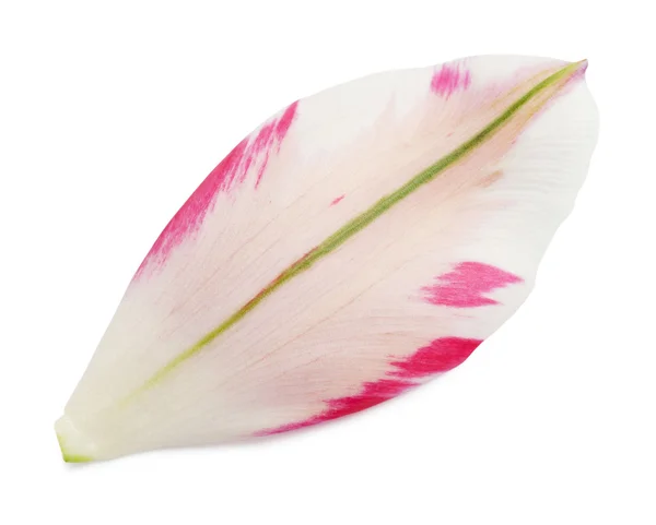 Petal of the tulip — Stock Photo, Image
