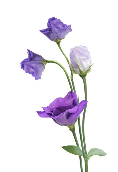 Eustoma — Stock fotografie