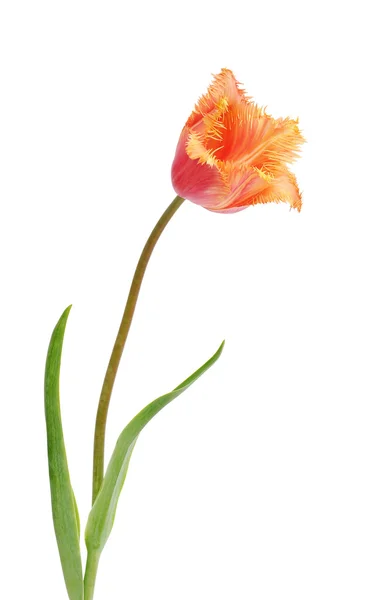 Fiori di tulipano — Foto Stock