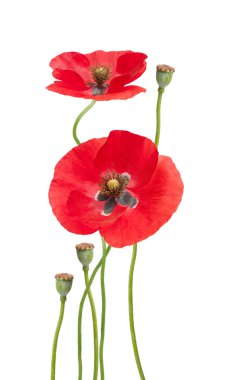 haşhaş çiçekleri 