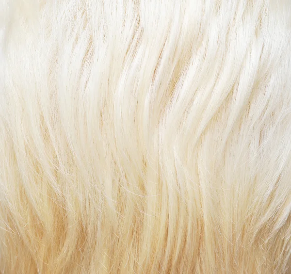 Nahaufnahme Der Krankheit Auf Hund Haut Dermatitis Bei Hund Laminat