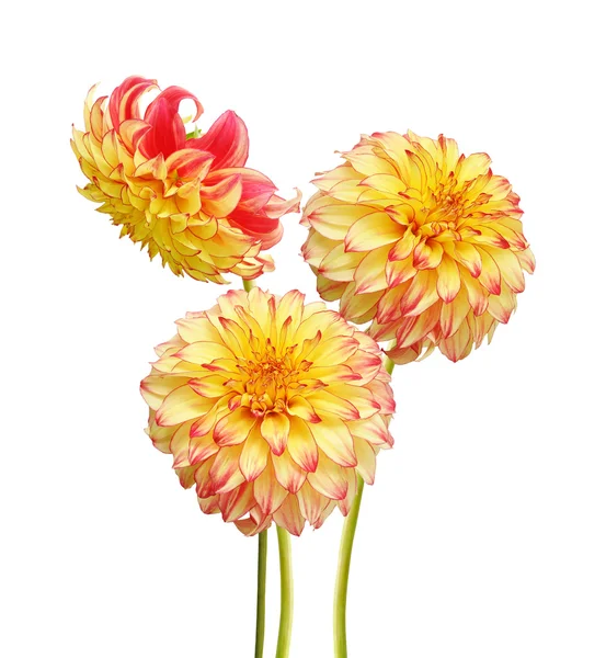 Flowers — Stock Photo, Image