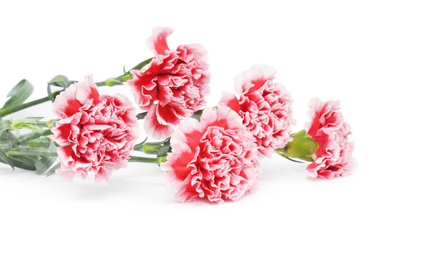 Kwiat bukiet goździków — Zdjęcie stockowe