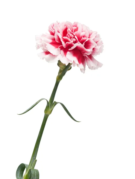 Bela flor de cravo — Fotografia de Stock