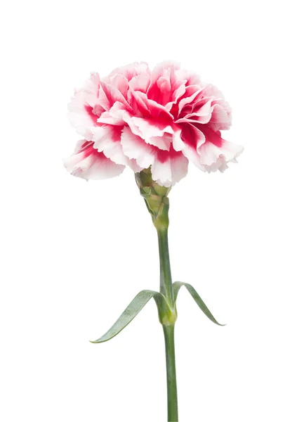 Beautiful carnation flower — Stock Photo, Image