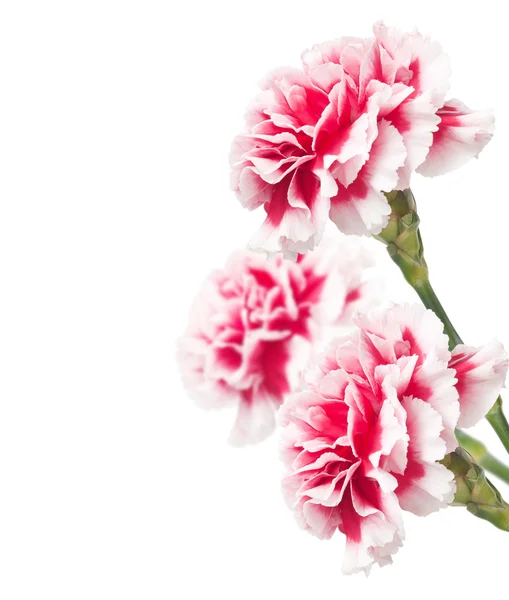 Krásná kytice karafiátů — Stock fotografie