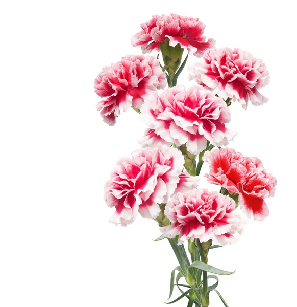 Beautiful bouquet of carnations — Stock Photo, Image