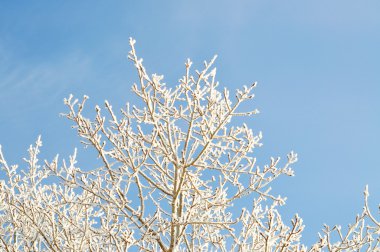 İn rime'ı ile kaplı bir ağacın