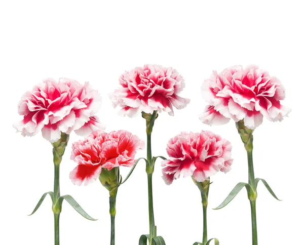 Bouquet of carnations — Stock Photo, Image