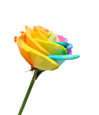 Gökkuşağı gül çiçek ve birden çok renk yaprakları.