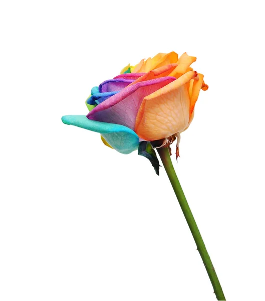 Tęczowe róże kwiat i wielu kolorów płatki. — Zdjęcie stockowe
