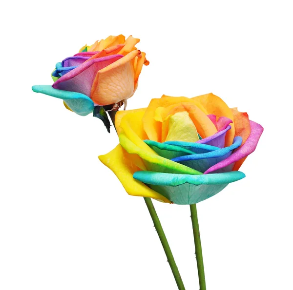 Tęczowe róże kwiat i wielu kolorów płatki. — Zdjęcie stockowe