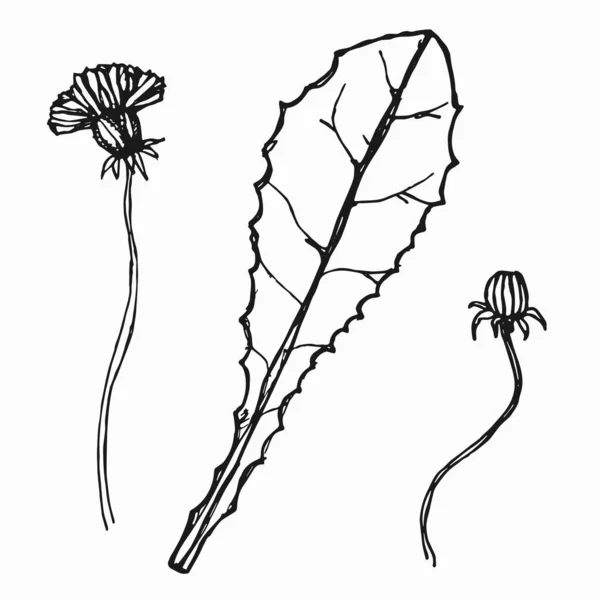 Λουλούδια Πικραλίδες Φύλλα Και Μίσχος Σκιαγραφία Διανυσματικής Σιλουέτας — Διανυσματικό Αρχείο