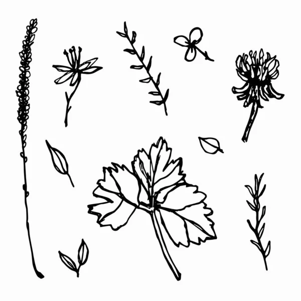Levelek Sprigs Virágokkal Sziluett Vektor Vázlat Elemek Készlet — Stock Vector