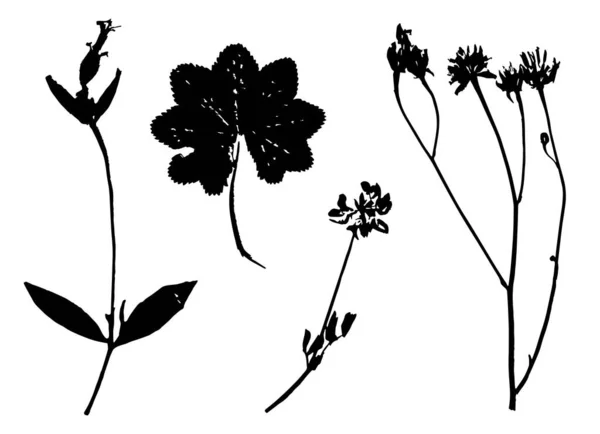 Stem Sprout Flowers Twigs Black Silhouettes Vector Isolated — Stock Vector