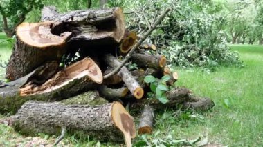 Parktaki yeşil çimlere yığılmış, parçalara ayrılmış bir ağaç.