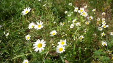 Beyaz yapraklı papatyalar rüzgardan sarkan çiçekler. Yakınlarda küçük bir arı uçuyor.