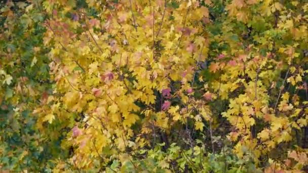 秋の黄色と緑の葉は風からざわめきます カエデの木 — ストック動画