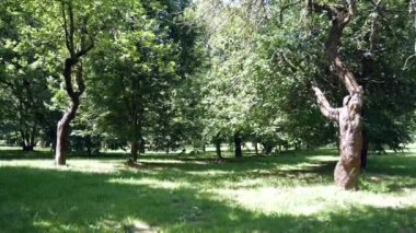 Parktaki yeşil ağaçlar. Çimlerin üzerinde güneşin ışığı