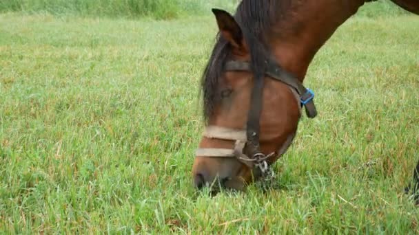 Лошадь Ест Траву Поле — стоковое видео