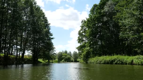 森林里的湖风中摇曳 大自然中的绿树 — 图库视频影像