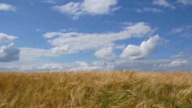 Buğday tarlası, altın dikenler. Beyaz bulutlu mavi gökyüzü