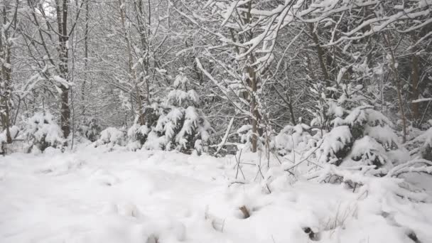 Winterbos Sneeuw Landschap Bomen — Stockvideo