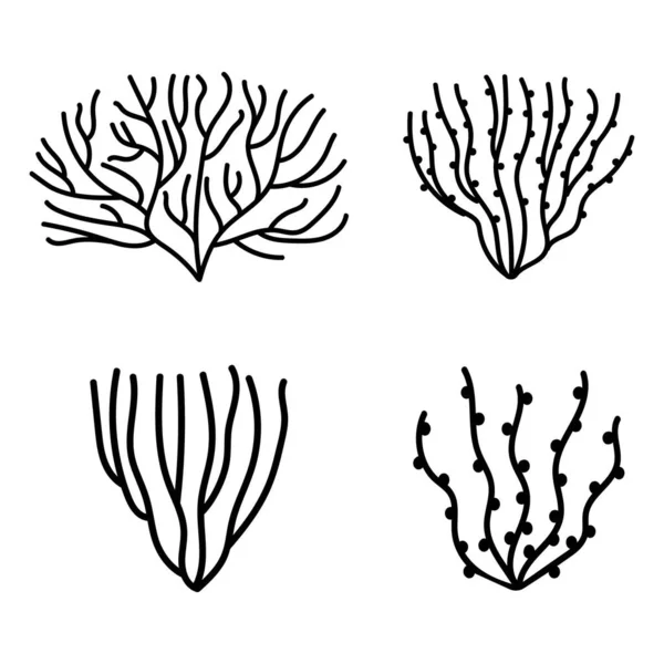 Algues Vertes Algues Rivière Kit Médicinal Comestible — Image vectorielle